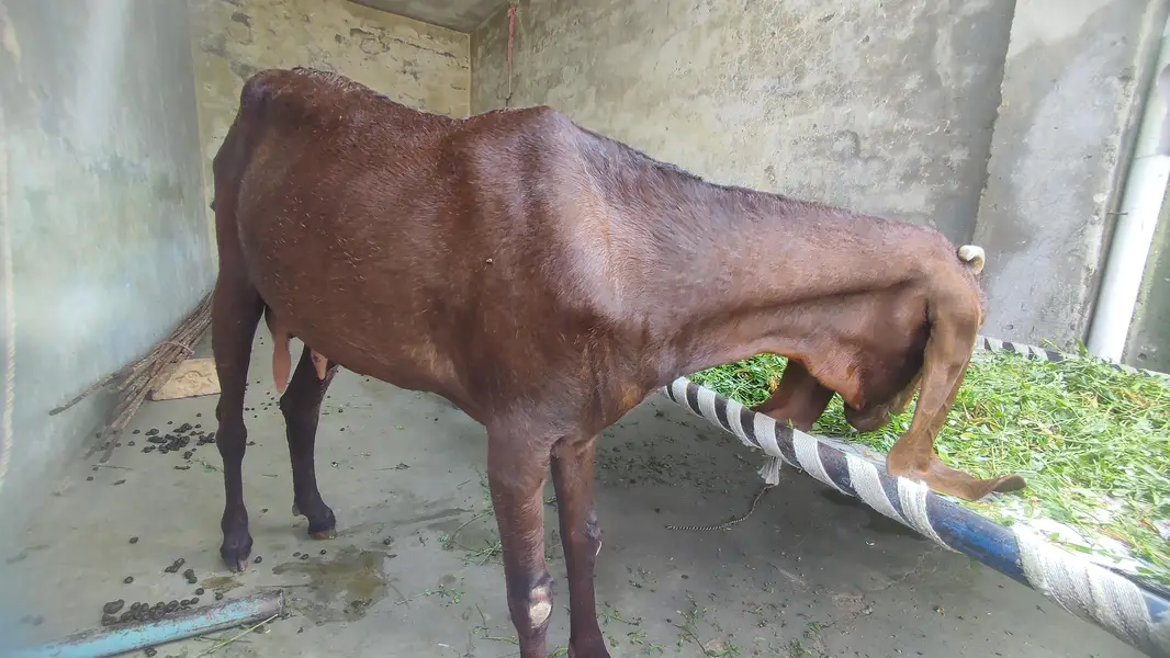 pure beetal female for sale — photo 4