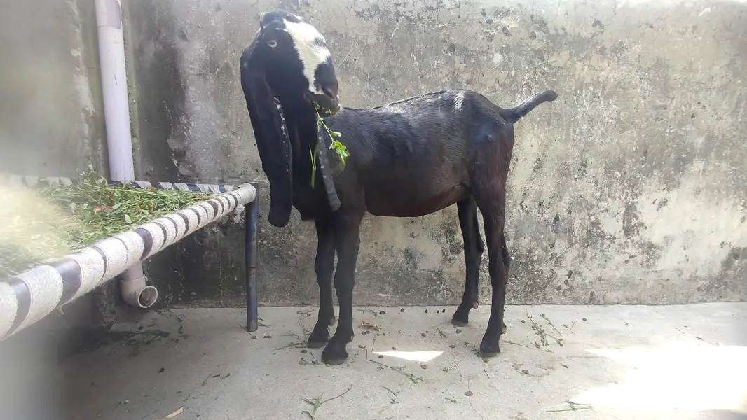 pure beetal female for sale — photo 6