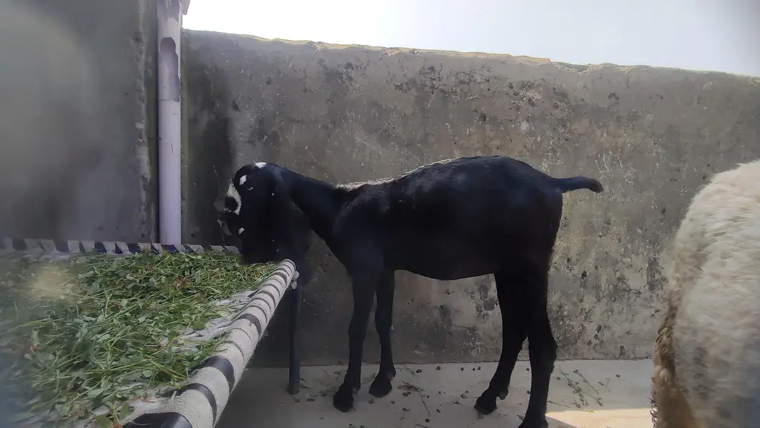 pure beetal female for sale — photo 7