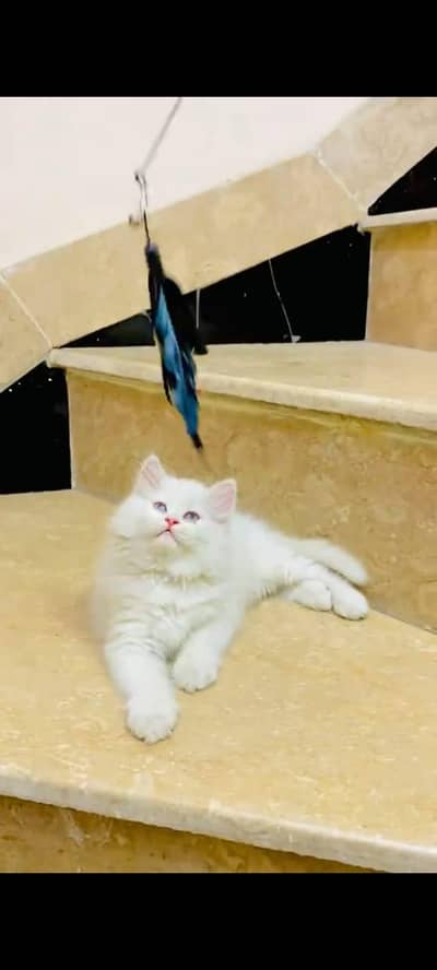 pure Persian cats vaccinated and healthy active WhatsApp/0344/6895398/