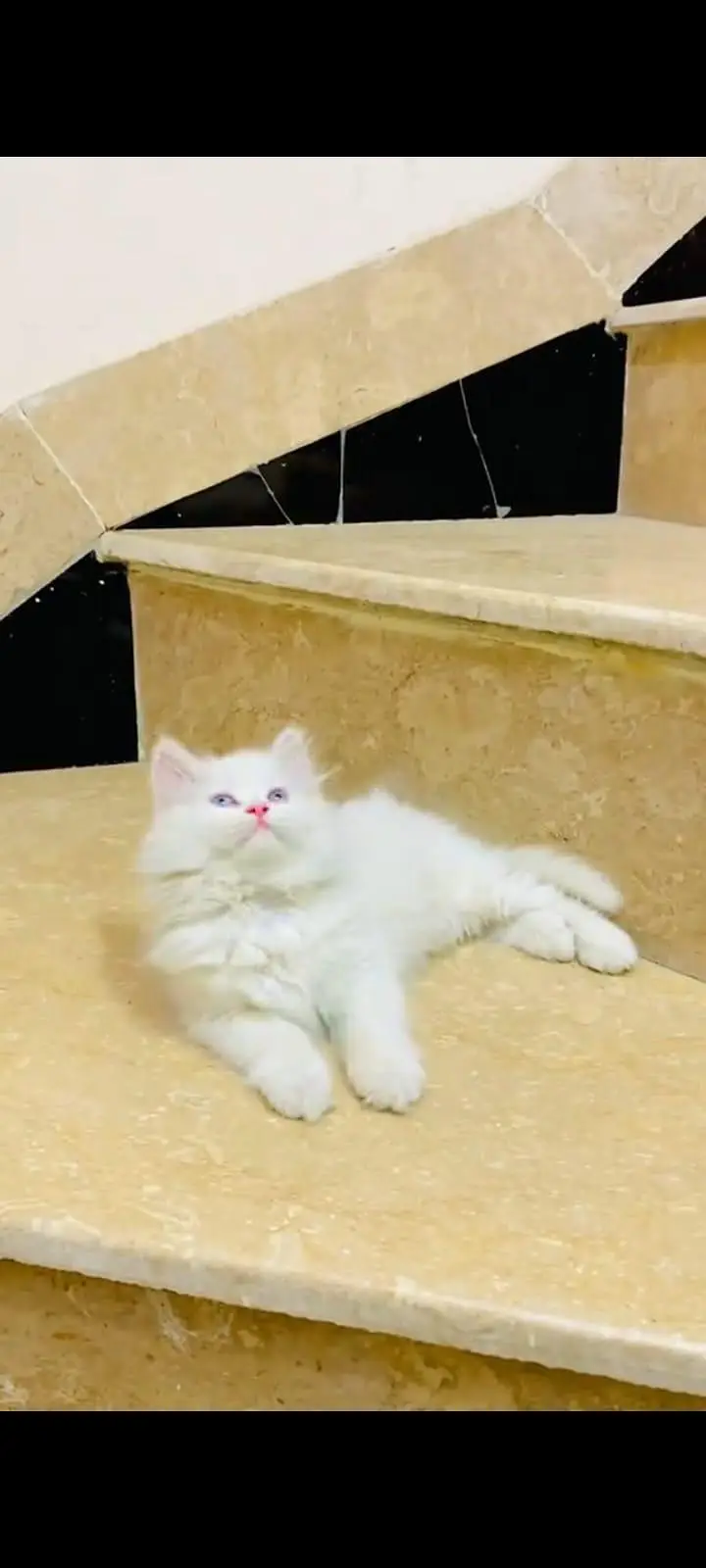 pure Persian cats vaccinated and healthy active WhatsApp/0344/6895398/ — photo 2