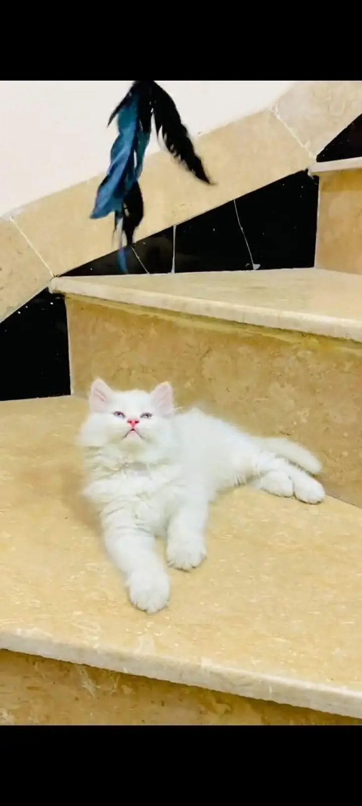 pure Persian cats vaccinated and healthy active WhatsApp/0344/6895398/ — photo 4