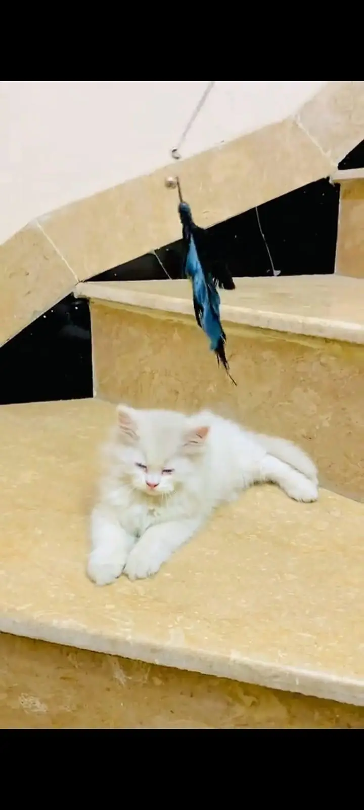 pure Persian cats vaccinated and healthy active WhatsApp/0344/6895398/ — photo 5