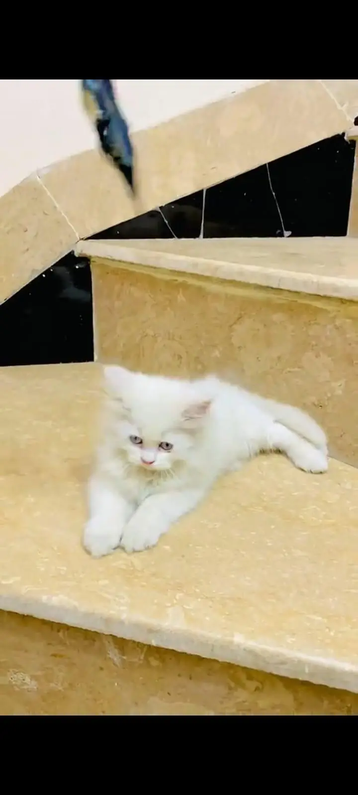 pure Persian cats vaccinated and healthy active WhatsApp/0344/6895398/ — photo 6