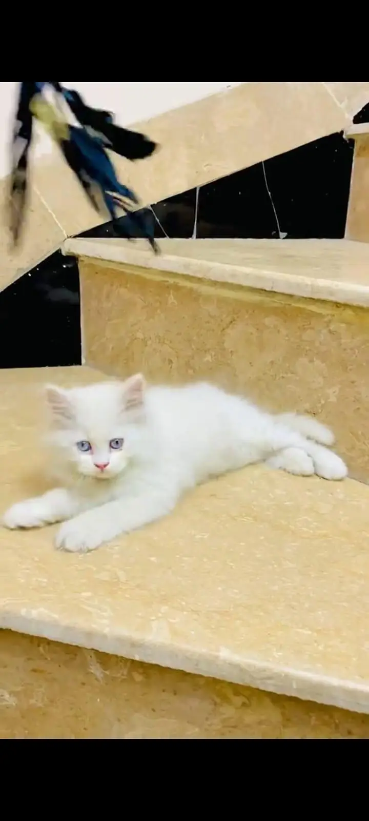 pure Persian cats vaccinated and healthy active WhatsApp/0344/6895398/ — photo 7