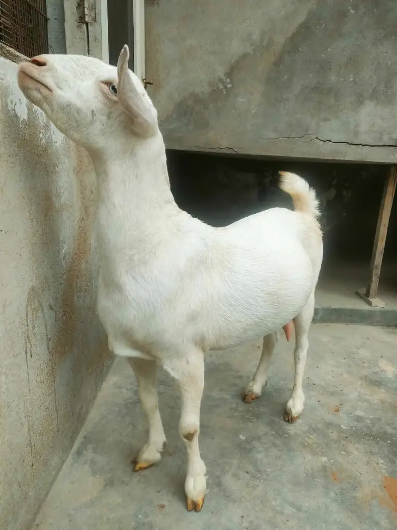 Teddy (Salalah Female) & Ablak Female — photo 3