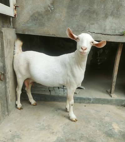 Teddy (Salalah Female) & Ablak Female