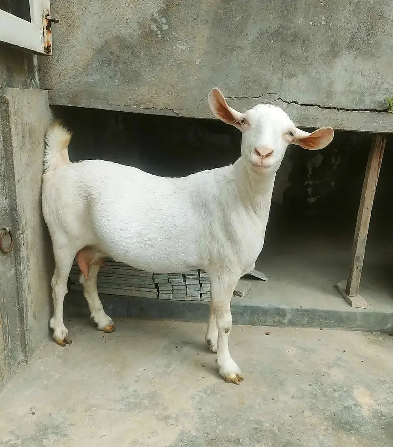 Teddy (Salalah Female) & Ablak Female