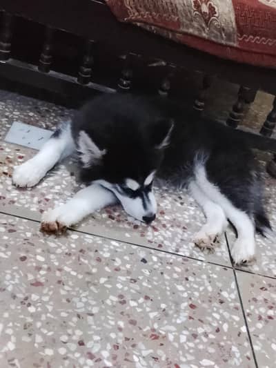 husky