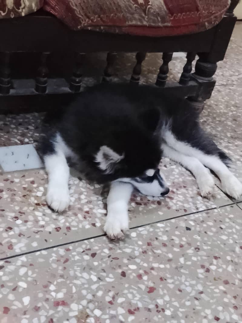 husky 1