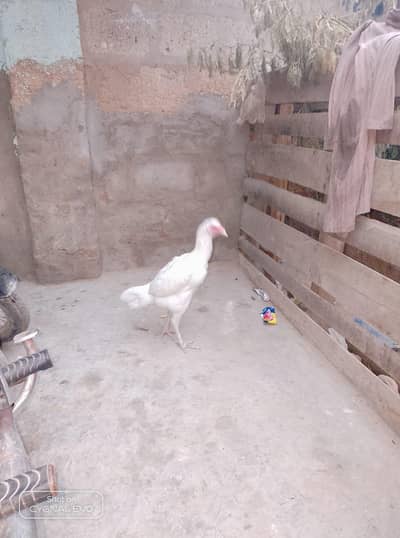Heera Aseel