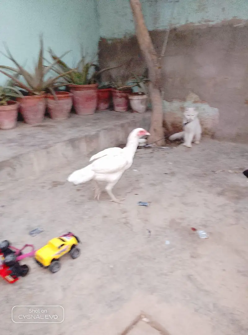 Heera Aseel — photo 3