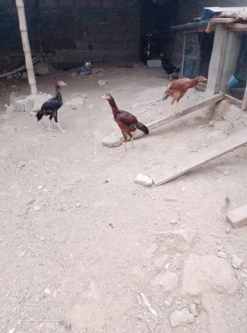 Heera Aseel — photo 5