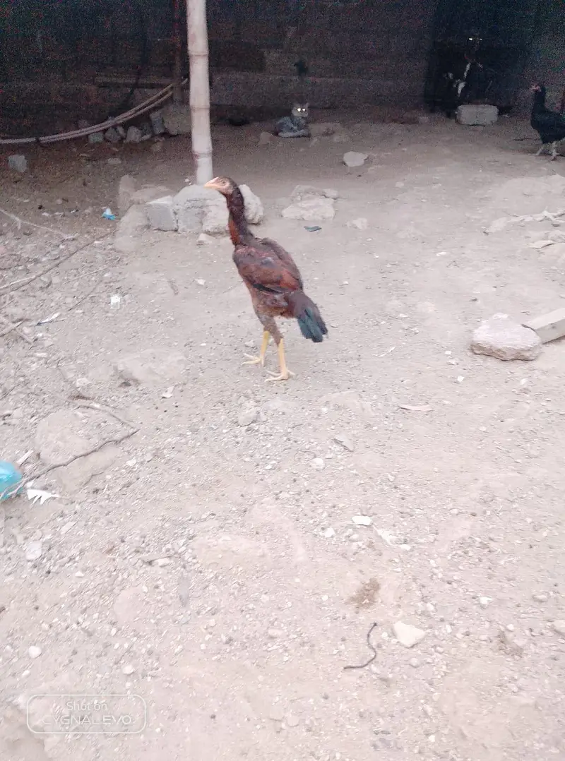 Heera Aseel — photo 9