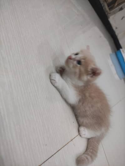 Persian Kitten Female
