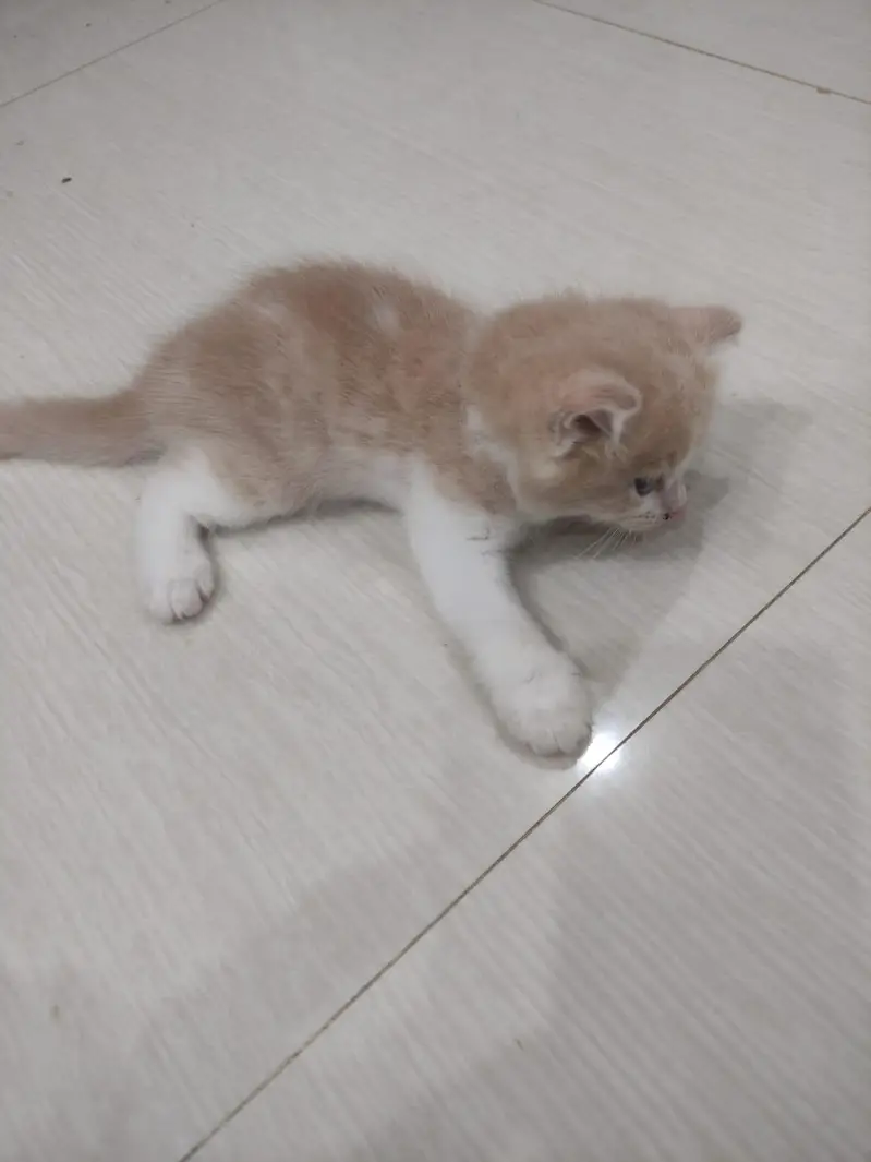 Persian Kitten Female — photo 2