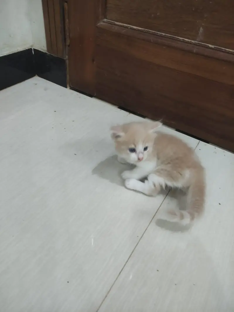 Persian Kitten Female — photo 3