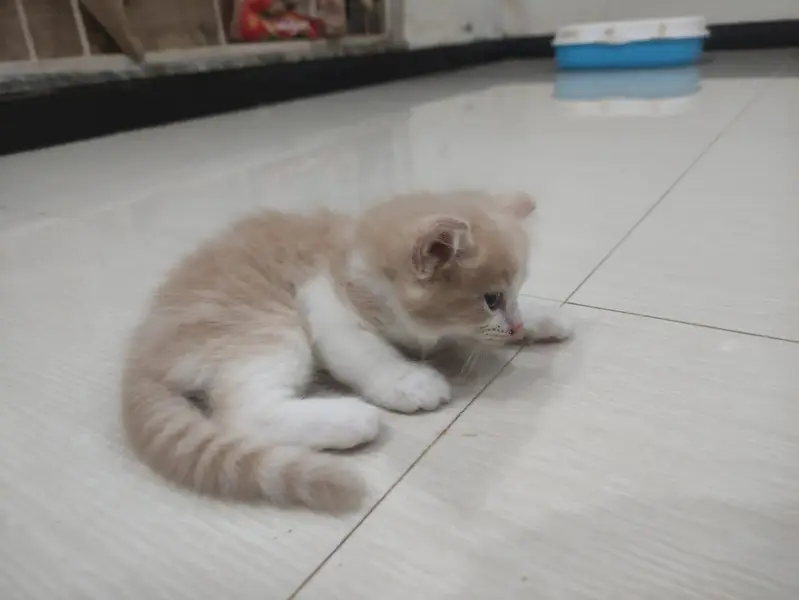 Persian Kitten Female — photo 4