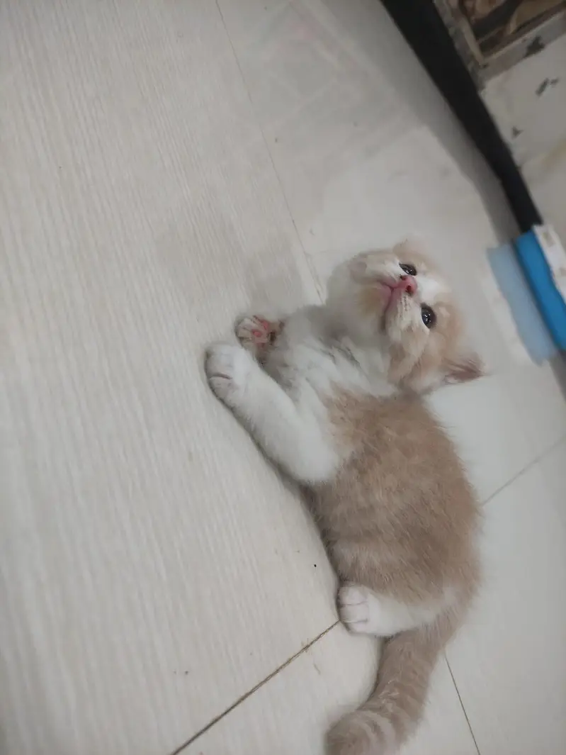 Persian Kitten Female — photo 5