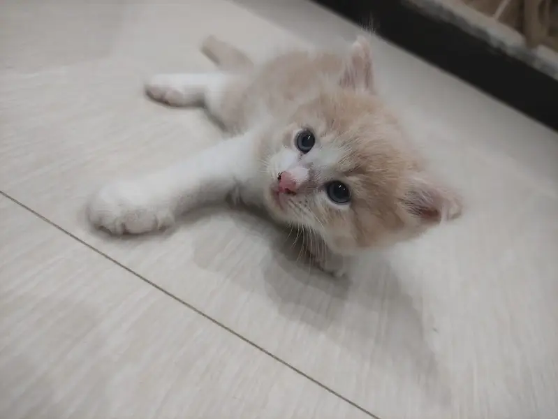 Persian Kitten Female — photo 6
