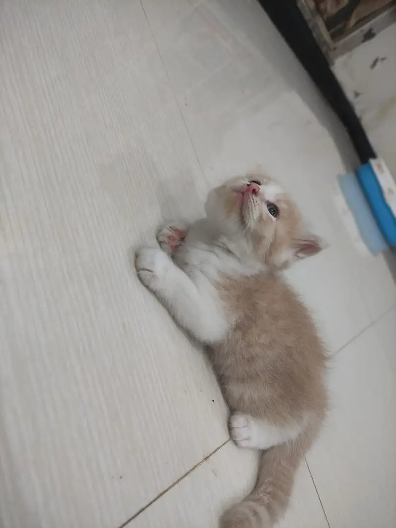 Persian Kitten Female — photo 7