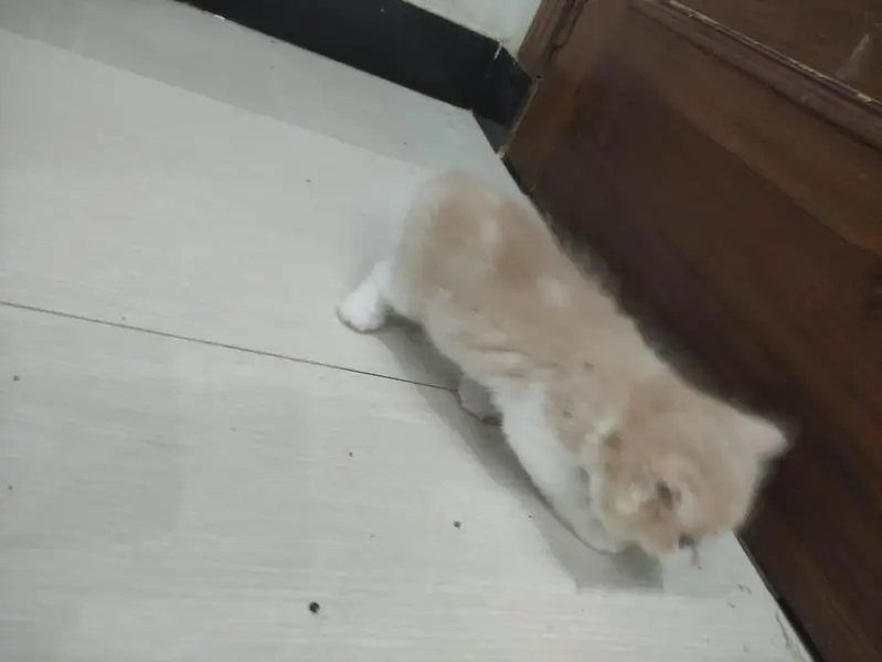 Persian Kitten Female — photo 8