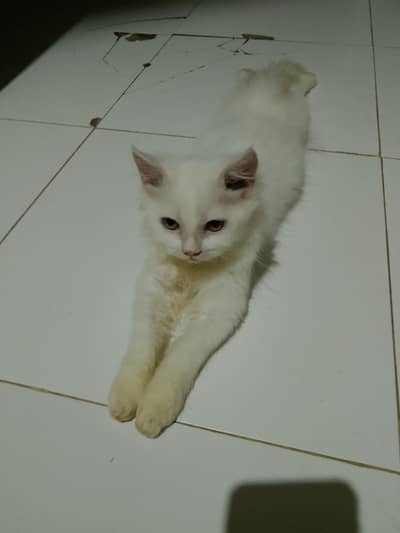 White Persian kitten(female)
