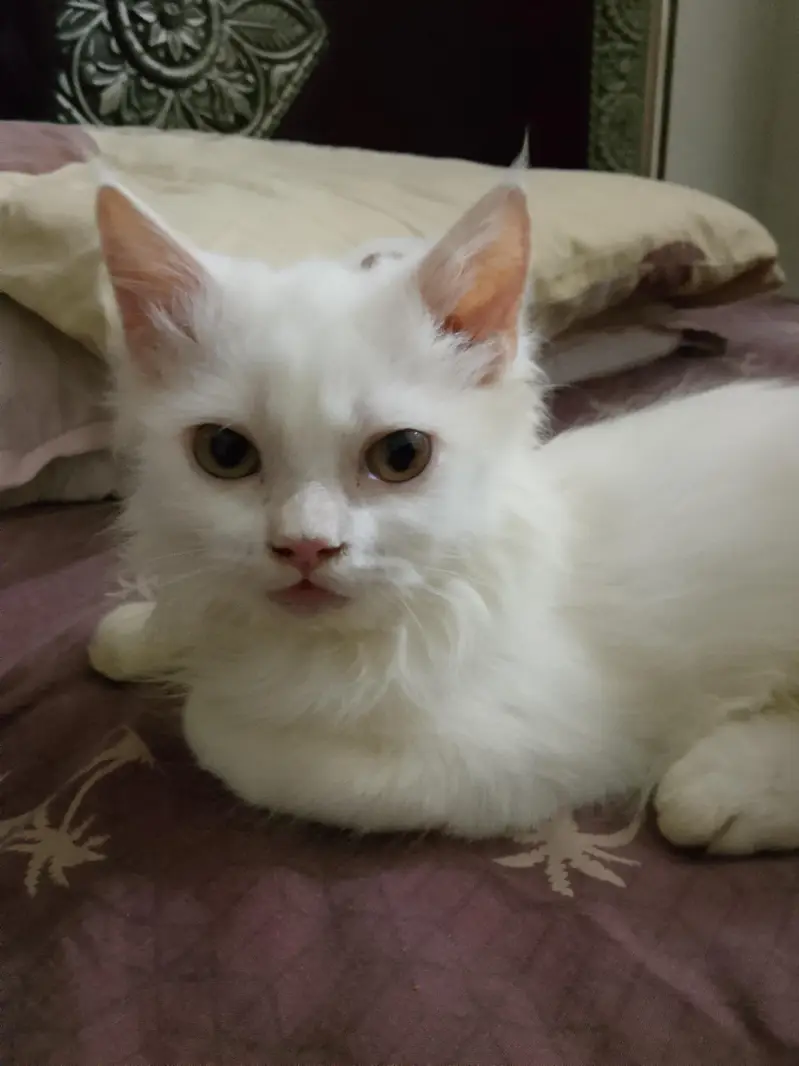 White Persian kitten(female) — photo 2