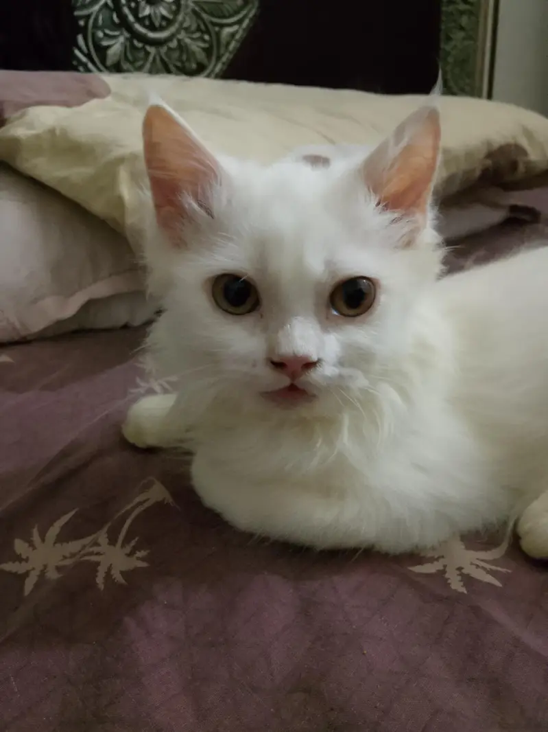 White Persian kitten(female) — photo 3