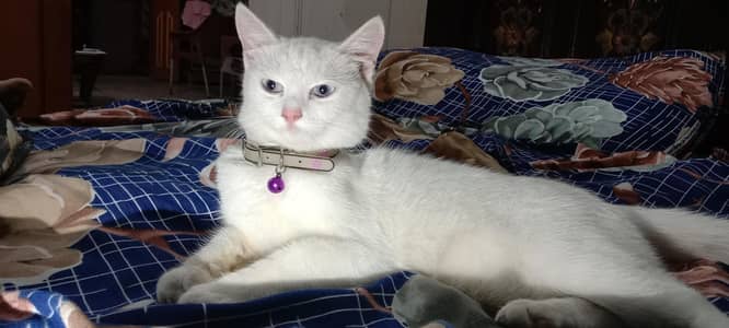 Persian Cat