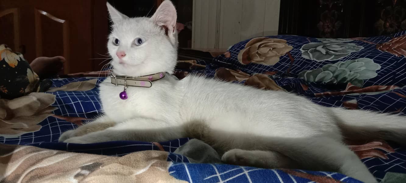 Persian Cat 1