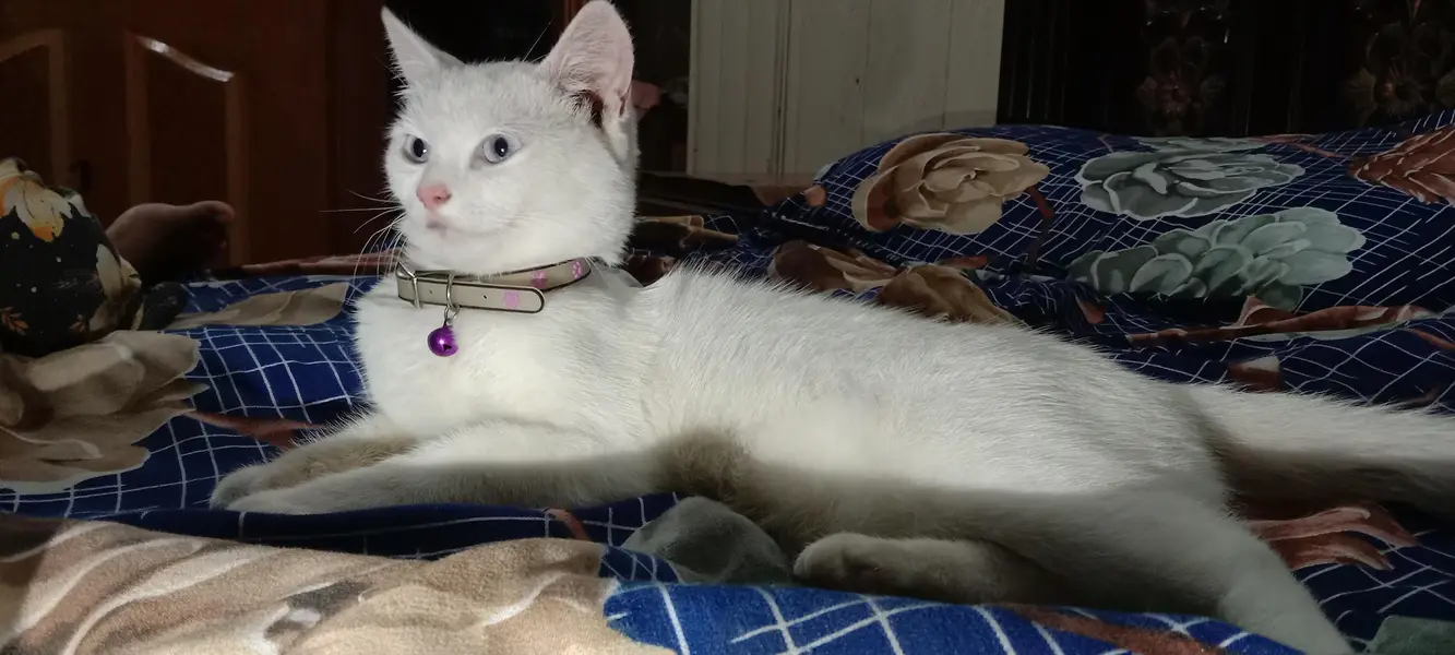 Persian Cat — photo 2