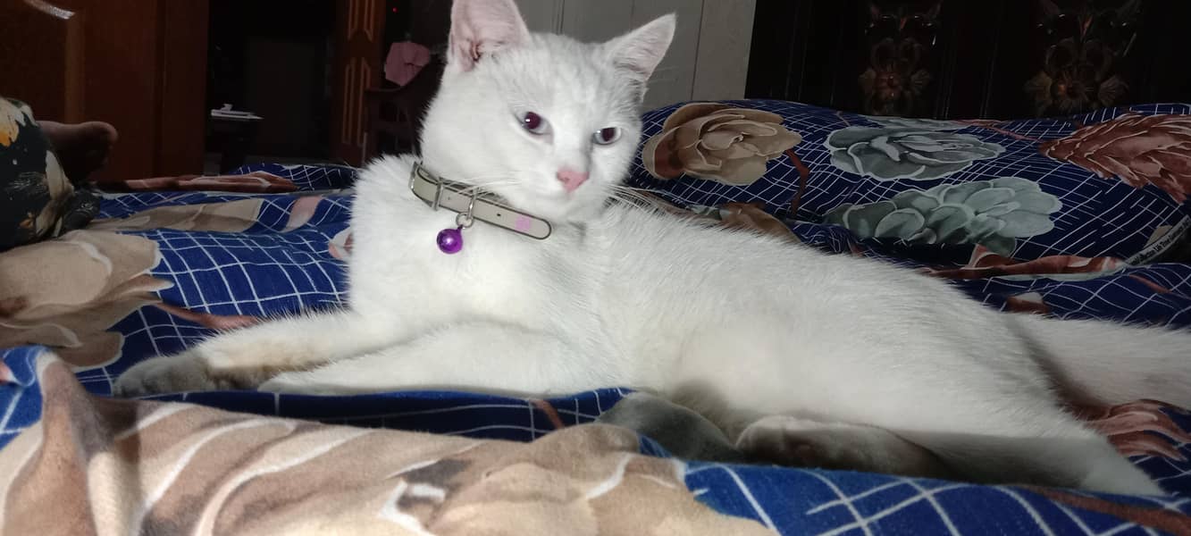 Persian Cat 2