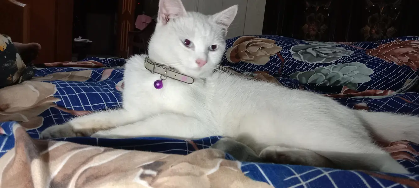 Persian Cat — photo 3