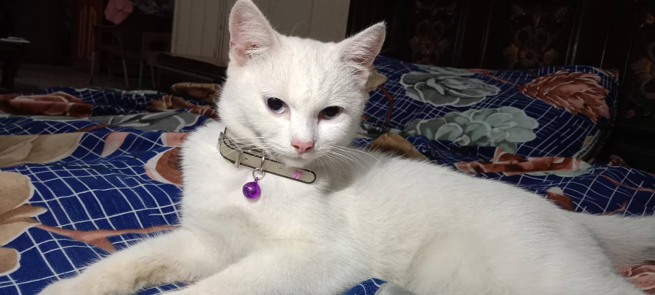 Persian Cat 3