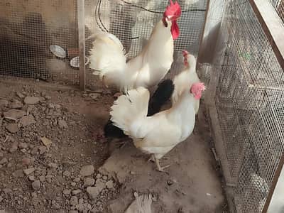 Egg laying 2 hen and rooster for sale