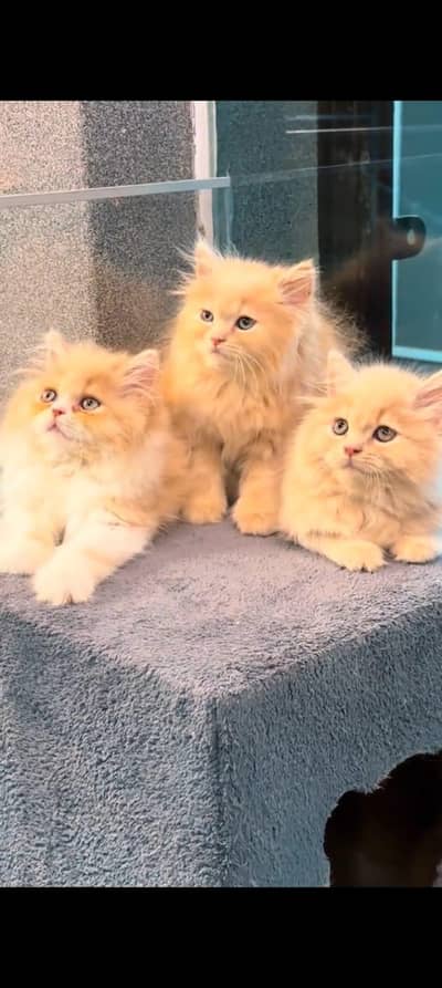 pure Persian cats vaccinated and healthy active WhatsApp/0344/6895398/