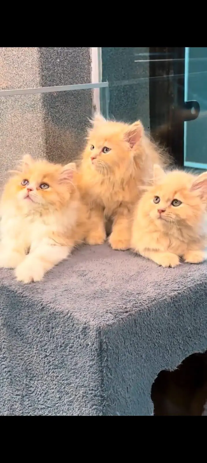 pure Persian cats vaccinated and healthy active WhatsApp/0344/6895398/ — photo 2