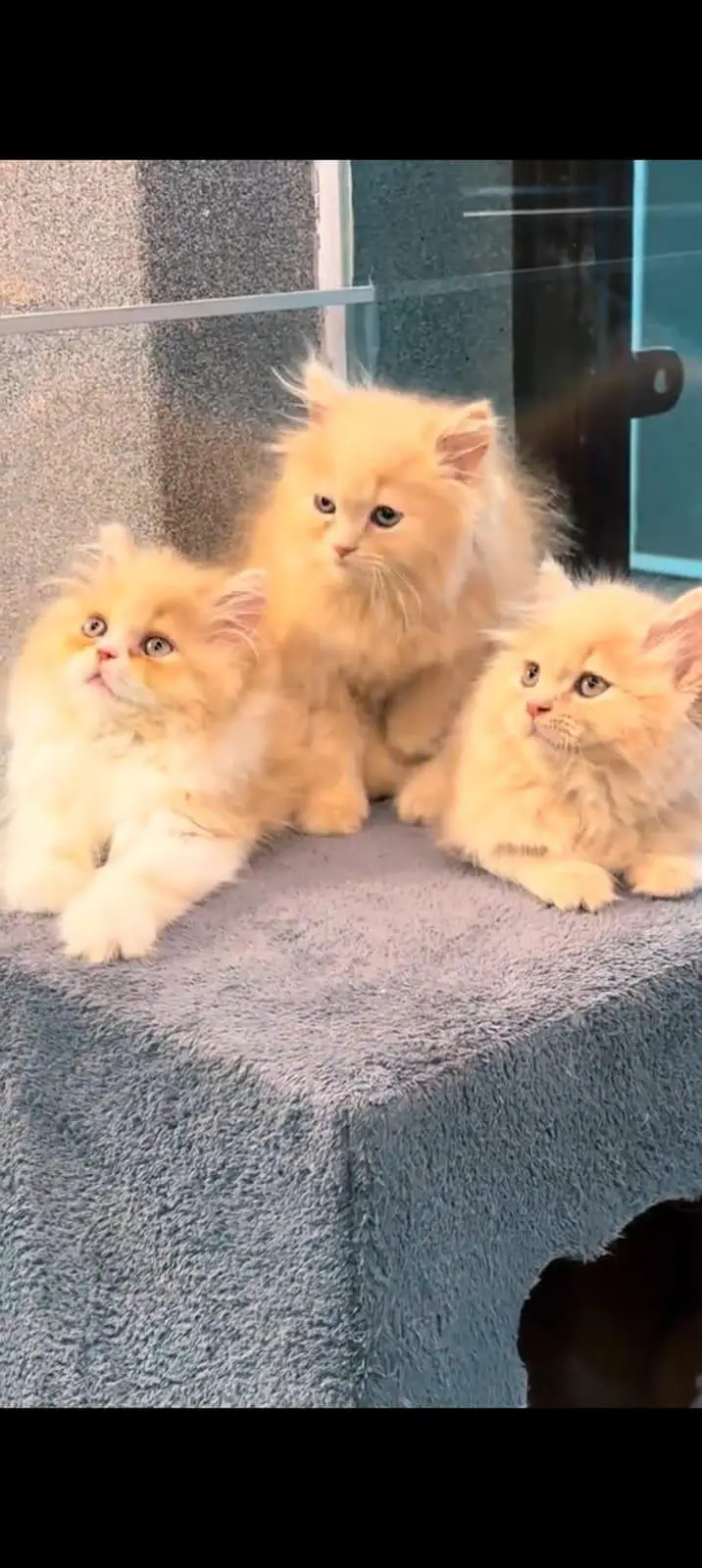 pure Persian cats vaccinated and healthy active WhatsApp/0344/6895398/ — photo 3