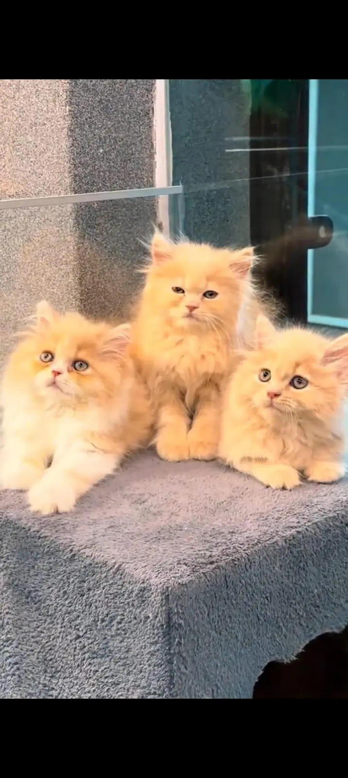 pure Persian cats vaccinated and healthy active WhatsApp/0344/6895398/ — photo 5