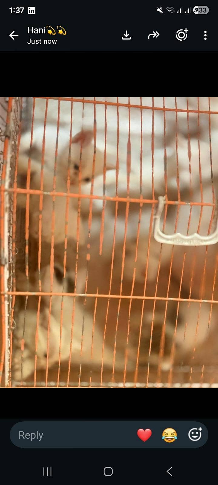 kittens 3
