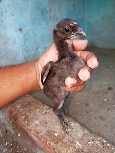 dragon chicks for sale