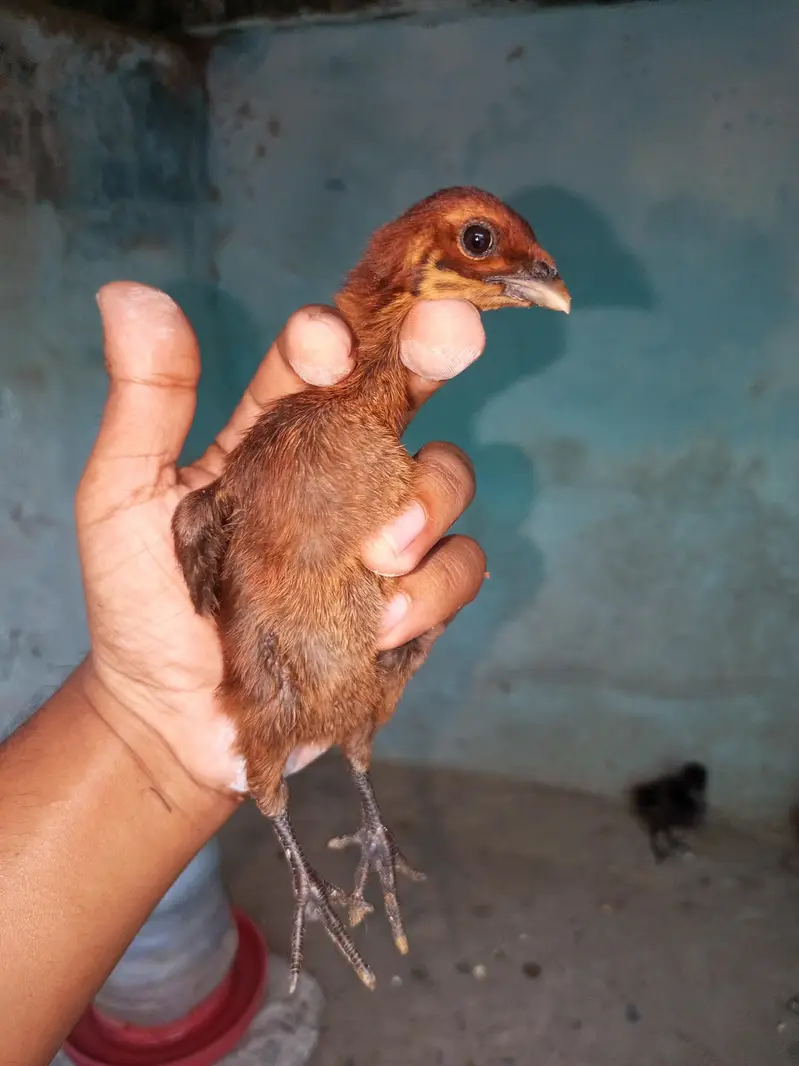 dragon chicks for sale — photo 2