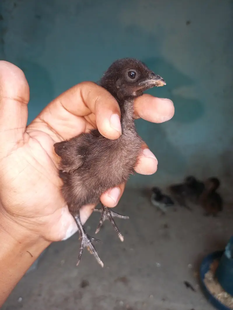 dragon chicks for sale — photo 3
