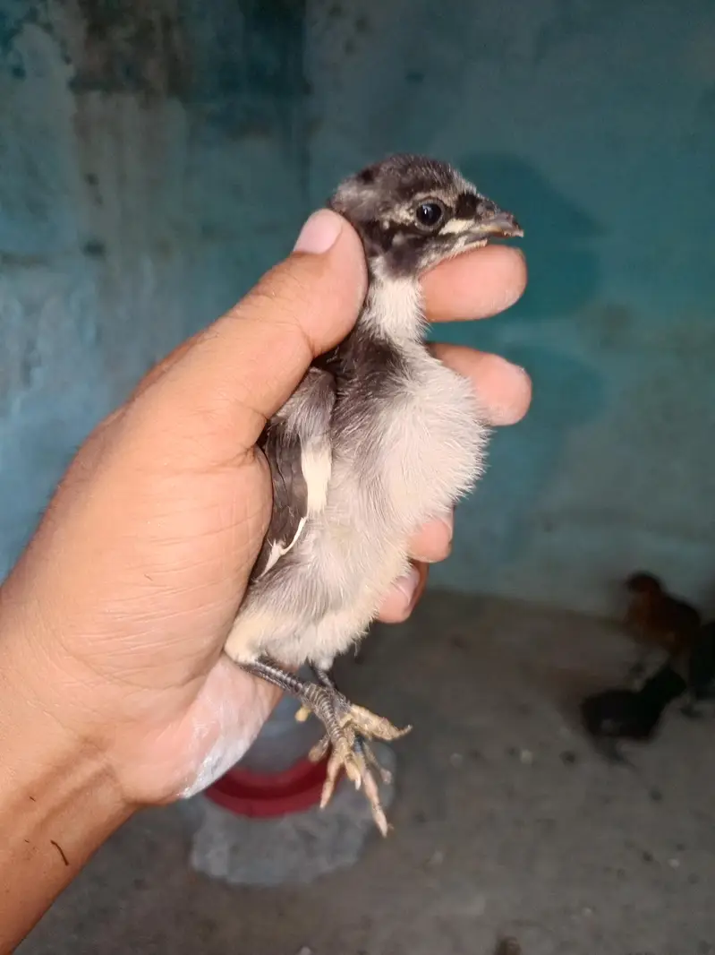 dragon chicks for sale — photo 4