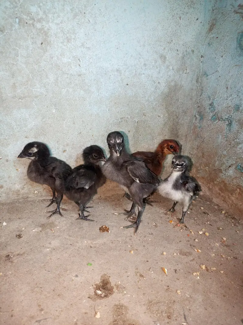 dragon chicks for sale — photo 5