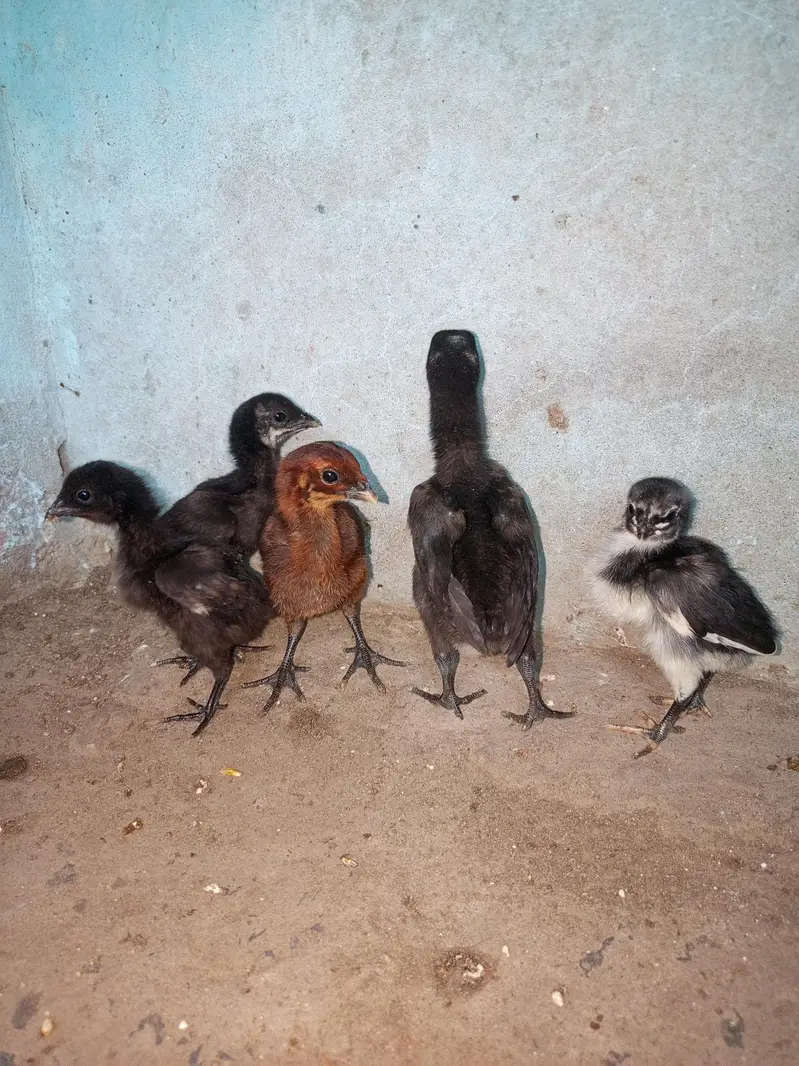 dragon chicks for sale — photo 6