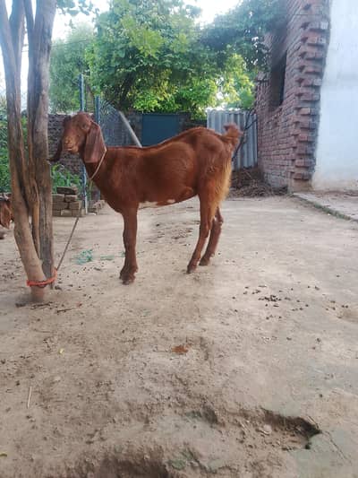 Goat for saile