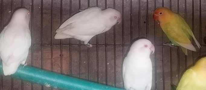 love birds breeder pair for sale