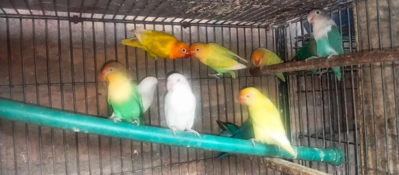 love birds breeder pair for sale — photo 2